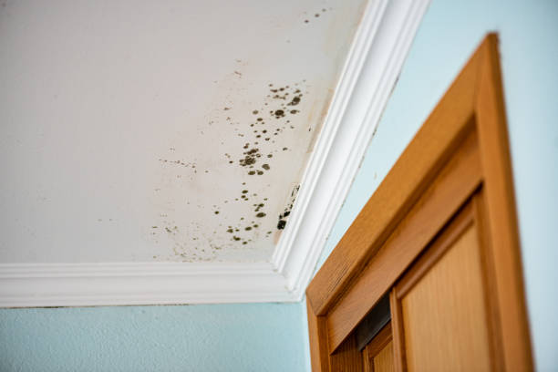 Best Insurance-Related Mold Remediation in Ness City, KS