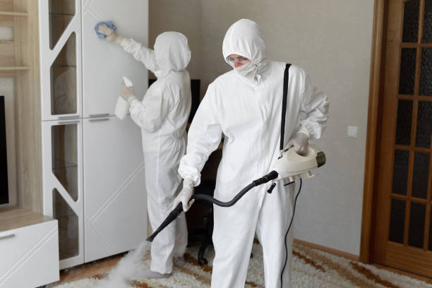 Best Basement Mold Remediation in Ness City, KS