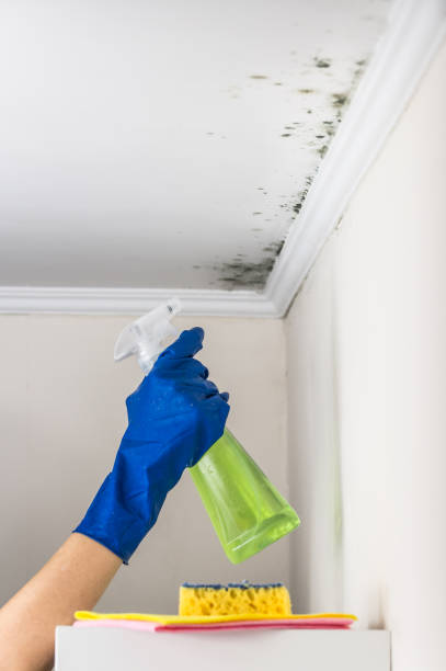 Best Commercial Mold Remediation in Ness City, KS